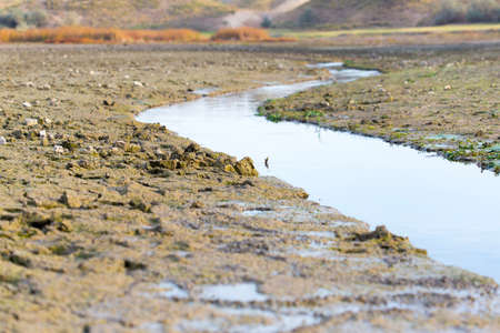 ecology, salty earth
