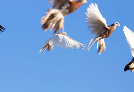 beautiful birds of pigeons in the skyの写真素材