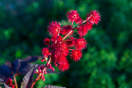 Beautiful flowers in the yardの写真素材