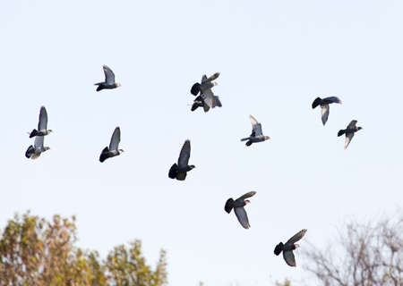 Birds of pigeons in the sky