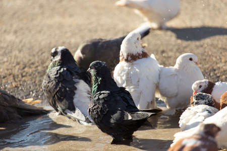 birds doves on the sidewalkの写真素材