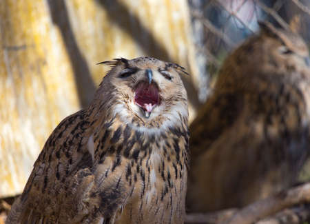 Owl of birds in the zooの写真素材