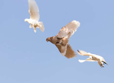 beautiful birds of pigeons in the skyの写真素材