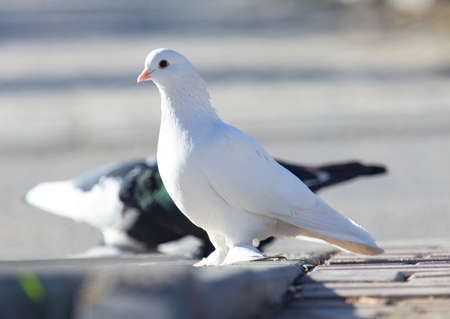 Doves on the sidewalkの写真素材