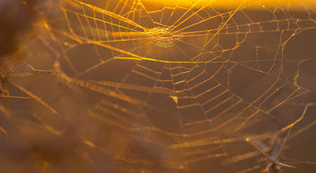 spider web under the sunset on thorny plantsの写真素材