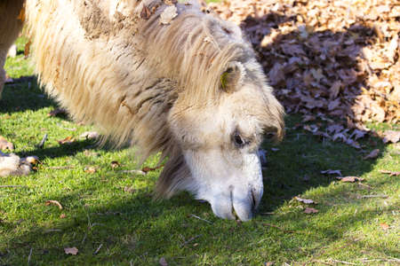 white hairy camel at the zooの写真素材