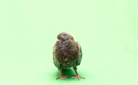 baby pigeons on a green backgroundの写真素材