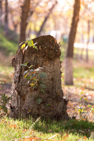 tree stump on a background of green grassの写真素材