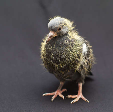 baby pigeons on a black backgroundの写真素材