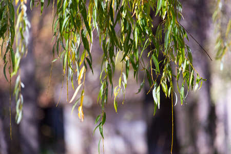 branches of weeping trees