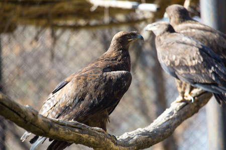 the golden eagle in the zoo
