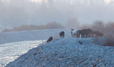a stream of mountain water on the river and through it there are many horsesの写真素材