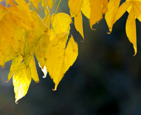 yellow, autumn leaves on a tree