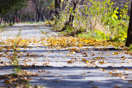 autumn leaves on the sidewalk