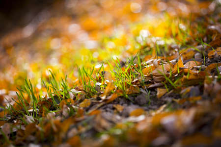 background, beautiful green grass with yellow leaves