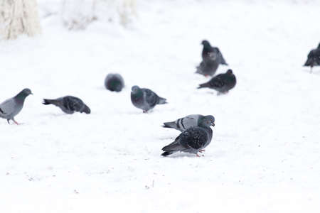 Pigeons eating on the snowの写真素材