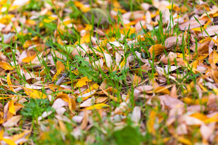 background, beautiful green grass with yellow leaves