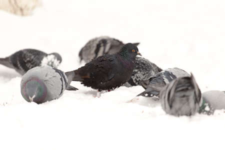 Pigeons eating on the snowの写真素材
