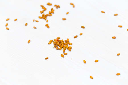 wheat grain scattered on a white backgroundの写真素材