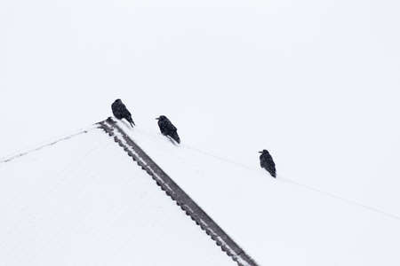 Black crow on the roof of a private house, covered with snow.の写真素材