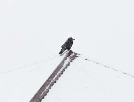 Black crow on the roof of a private house, covered with snow.の写真素材
