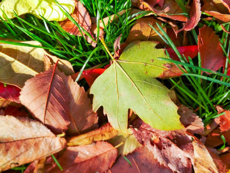 background of autumn leavesの写真素材