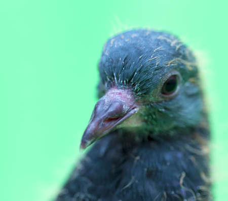 baby pigeons on a green backgroundの写真素材