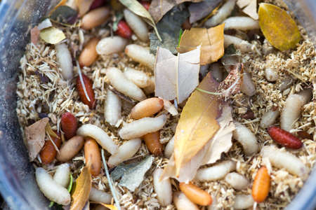 maggots, larva for fishing fish on plastic dishes