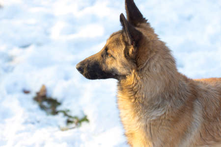 red dog playing in the yardの写真素材