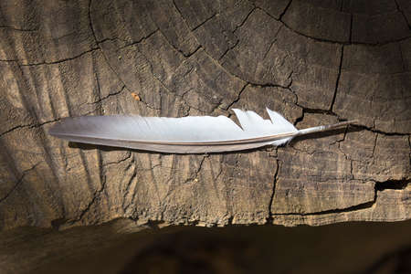 White fluffy feather on a wood backgroundの写真素材