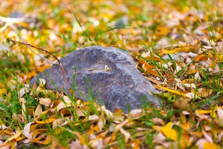 autumn, a stone in nature with yellow leavesの写真素材