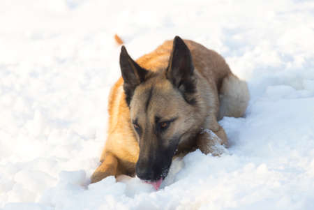 winter, red dog playing in the yardの写真素材