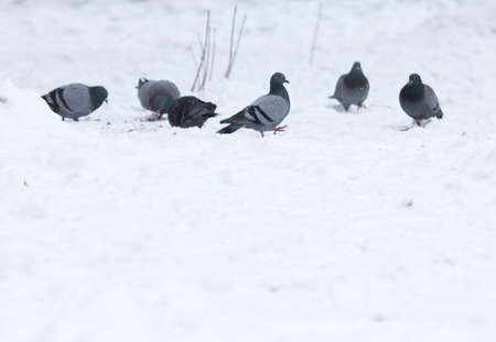 Pigeons eating on the snowの写真素材