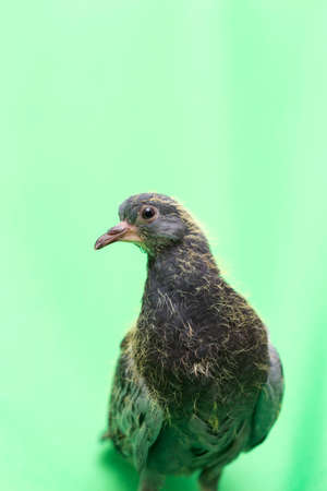 baby pigeons on a green backgroundの写真素材