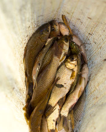 fish in a bag for fishing