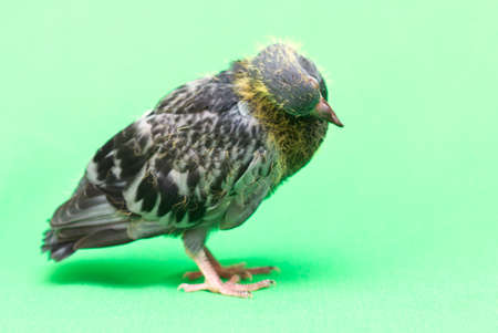 baby pigeons on a green backgroundの写真素材