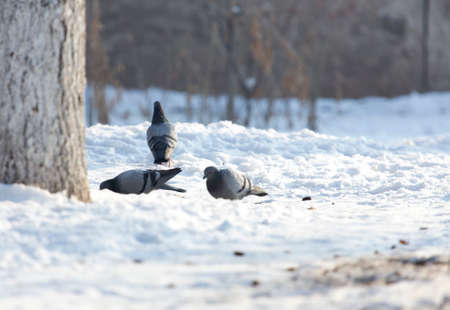 hungry pigeon eating food in the snow