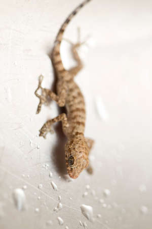 ordinary brown lizardの写真素材