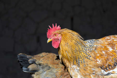 hens in the chicken coopの写真素材
