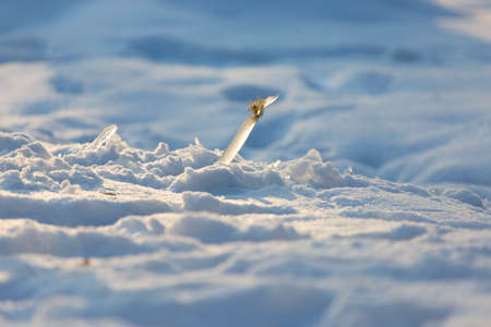 the icicle fell into the snowの写真素材