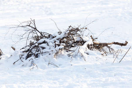 winter, cold, in the yard lies the snowの写真素材