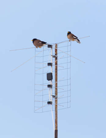 Crows sit on the antenna