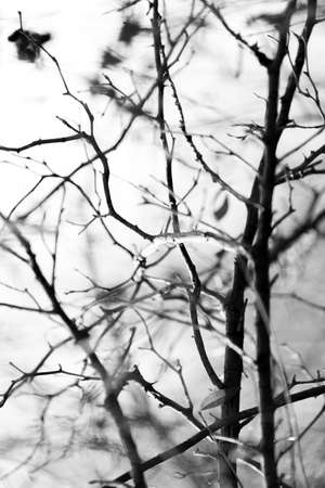 the branches of the tree are black and whiteの写真素材