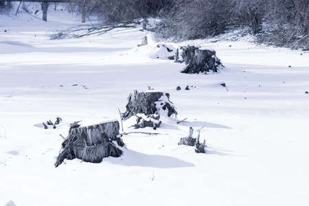 Tree stumps under the snow in the winter forestの写真素材