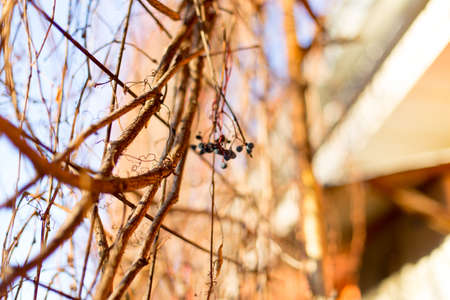 ornamental plants, wild grapesの写真素材