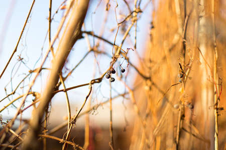 ornamental plants, wild grapesの写真素材