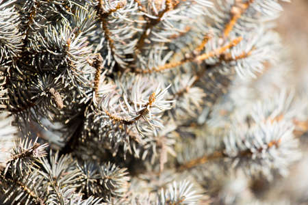 prickly needles of a coniferous tree as a natural backgroundの写真素材