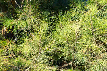 Green pine branches on the nature