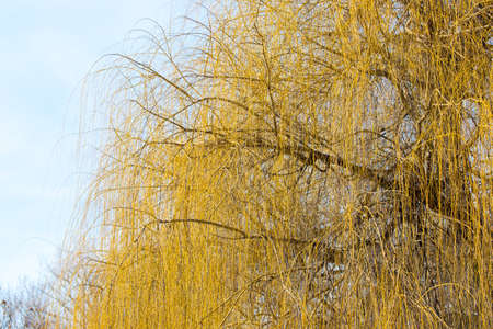 Yellow leaves of a weeping willow in the autumn day. Golden foliage.の写真素材