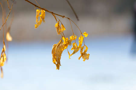 winter, yellow leaves of treesの写真素材